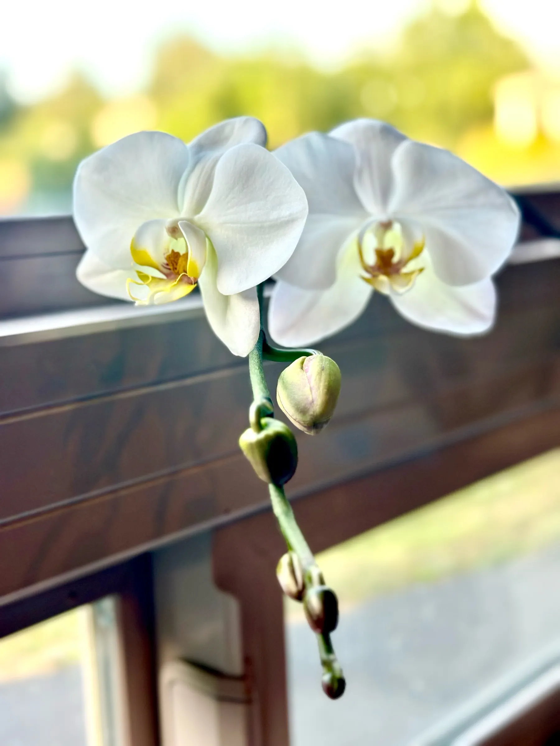 Orchid blooming in new light, metaphor for workplace growth